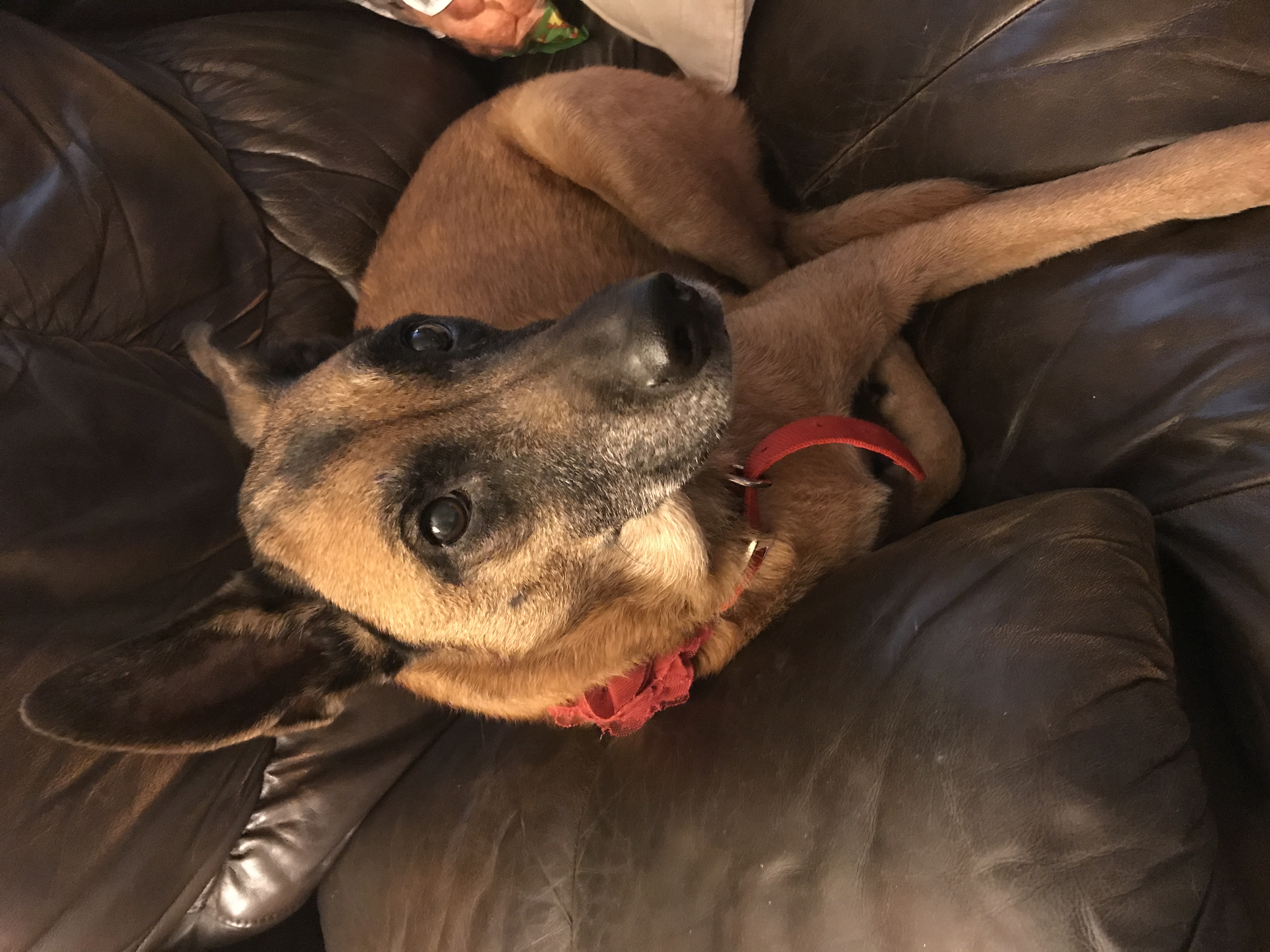 Tallulah Bella (Lulu) — photo 2