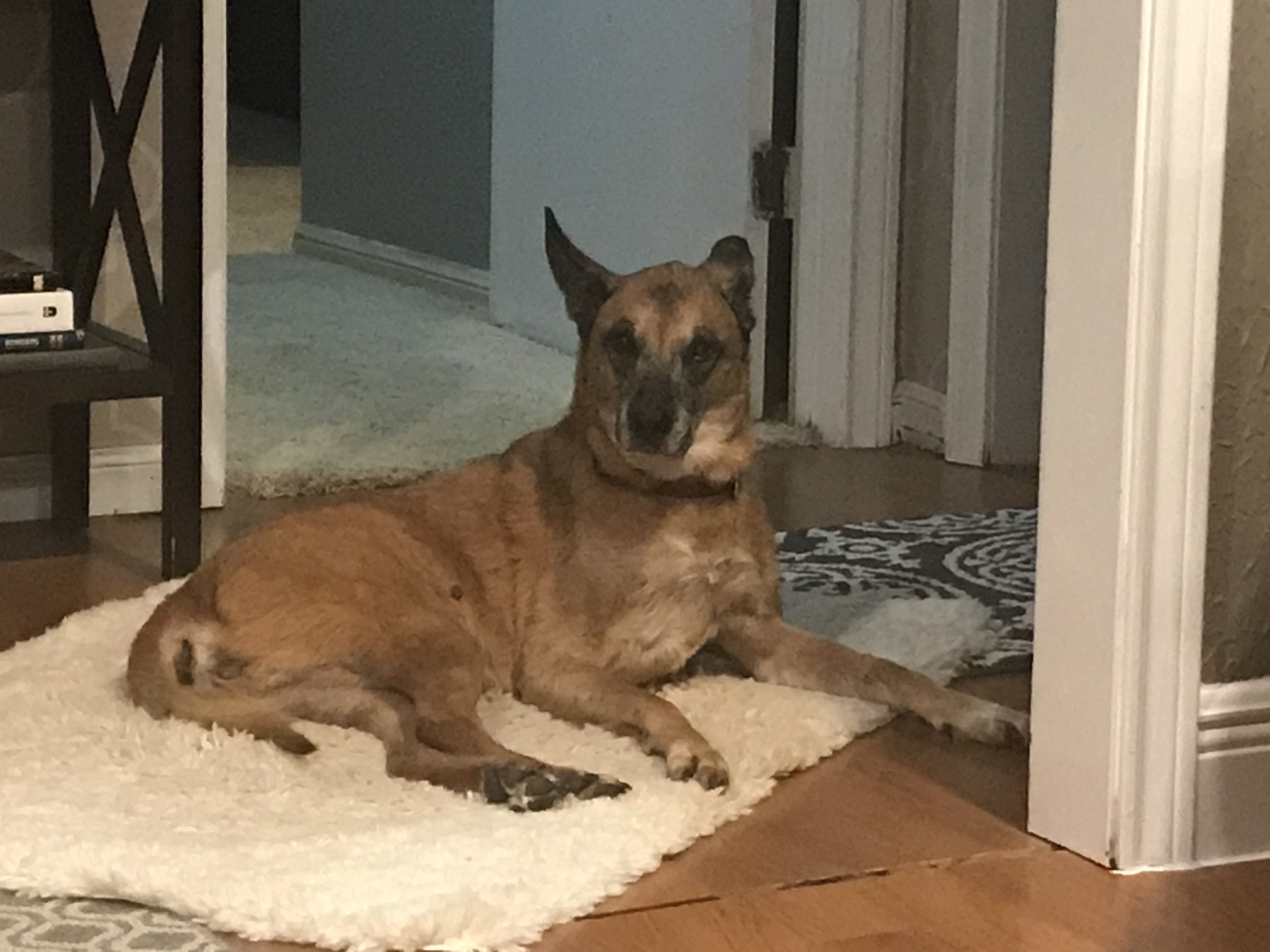 Tallulah Bella (Lulu) — photo 3