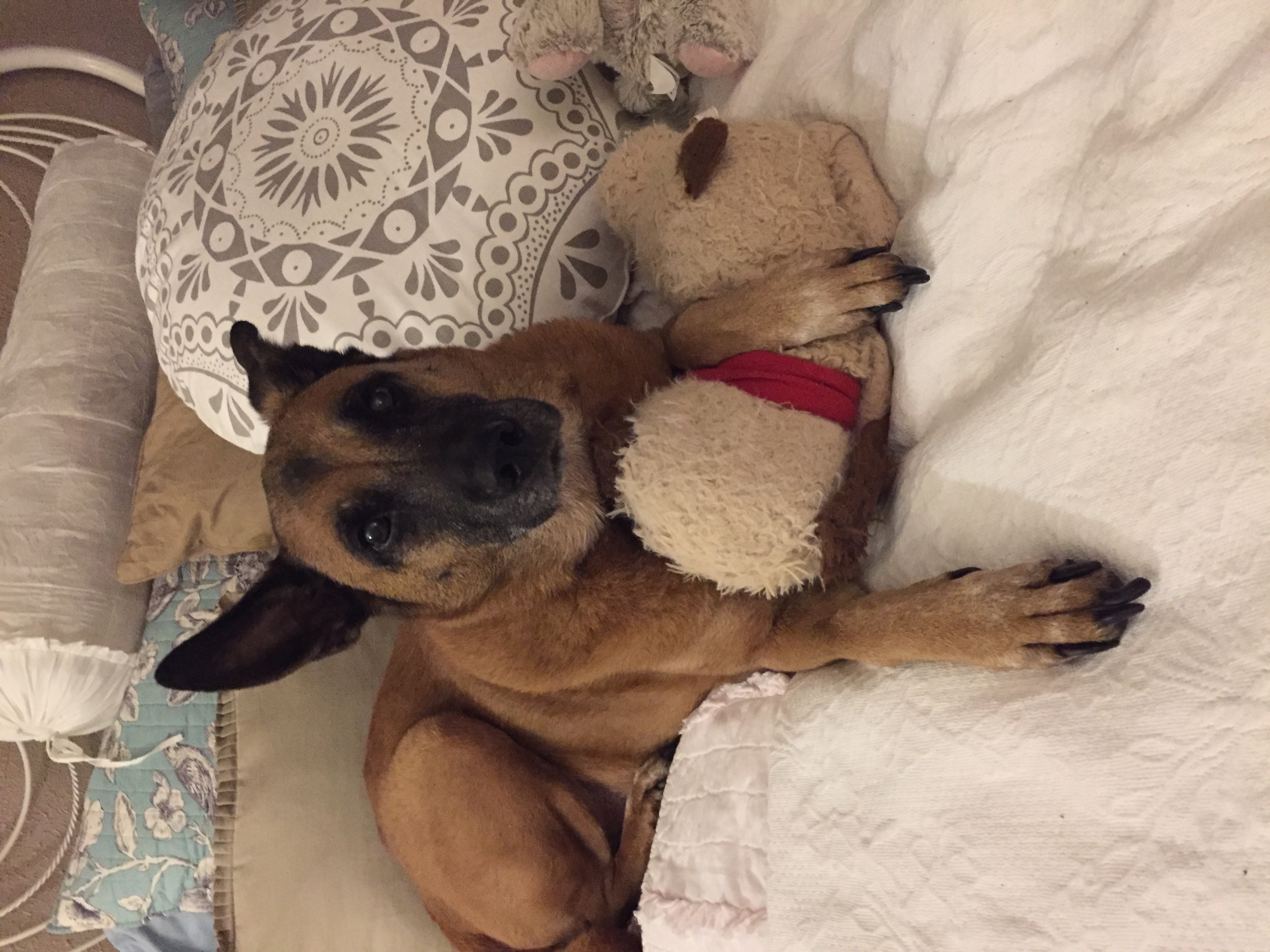 Tallulah Bella (Lulu) — photo 7