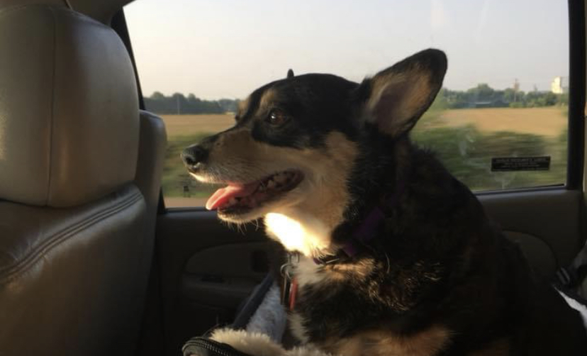 Lottie Lou — photo 3