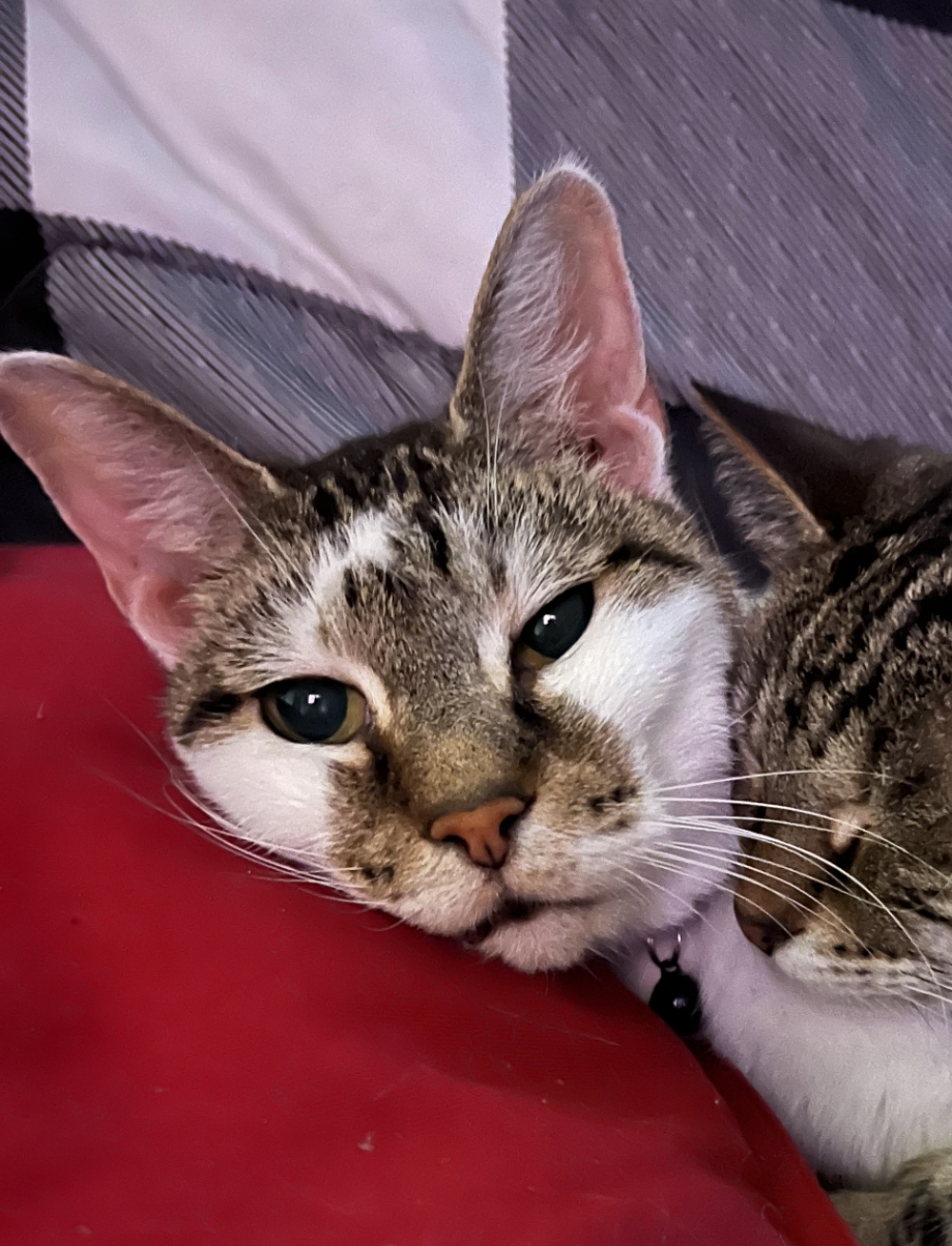 Princess — photo 2